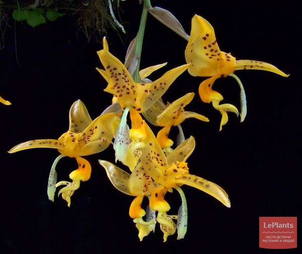 Stanhopea Jenischiana