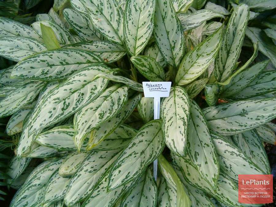 Аглаонема (Aglaonema) новейшие фото Аглаонема (Aglaonema) новейшие фото