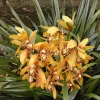 Орхидея Цимбидиум Cymbidium Chen's Ruby