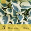 Хоста Blue Ivory