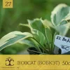 Хоста BOBCAT