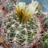 Кактусы, Gymnocalycium bayrianum от Кереса
