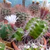 Коллекционные кактусы, Gymnocalycium paediophilum от Kohres