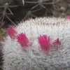Кактусы, Mammillaria klissingiana от Kohres.