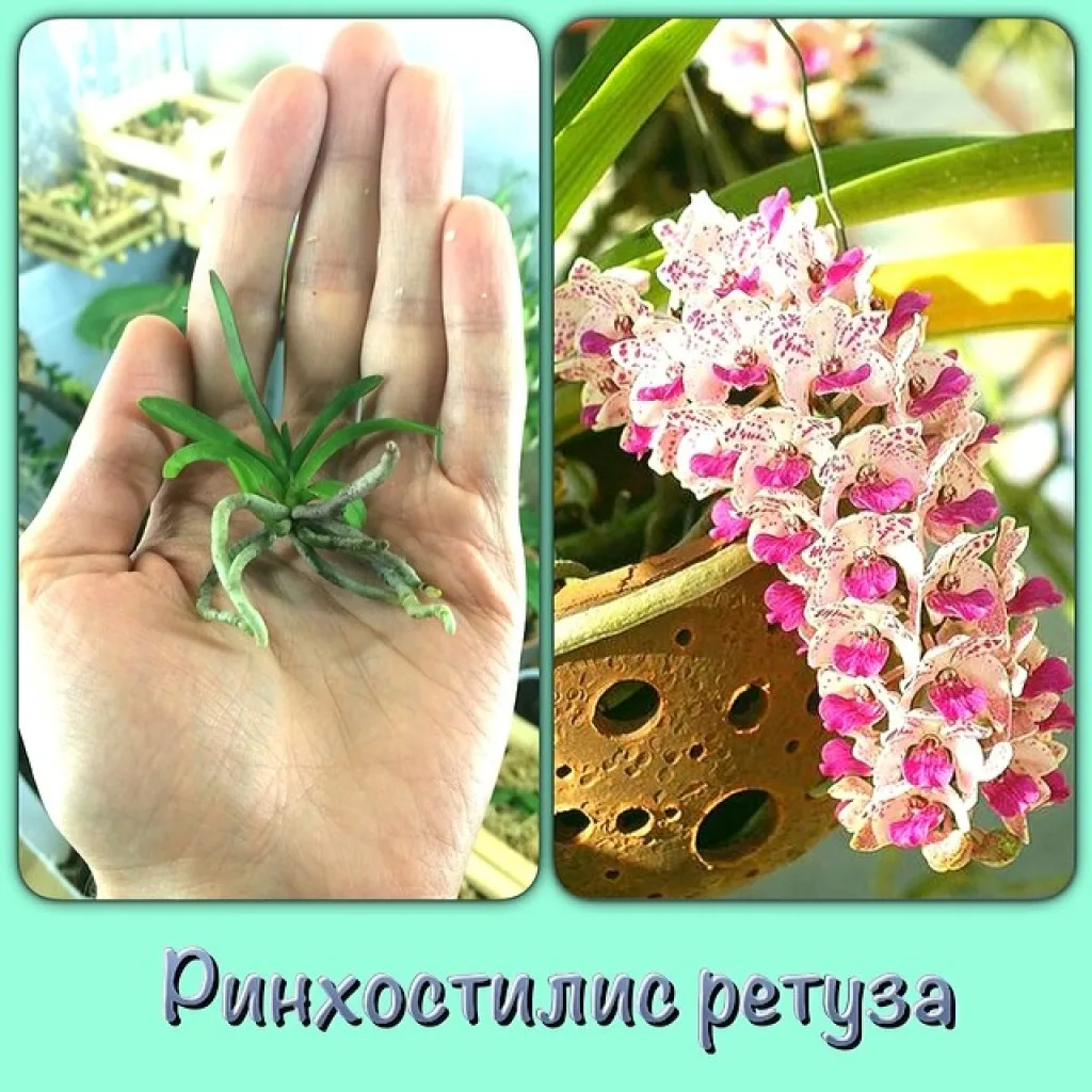 Rhynchostylis retusa - сеянец только из колбы. справа пример цветения