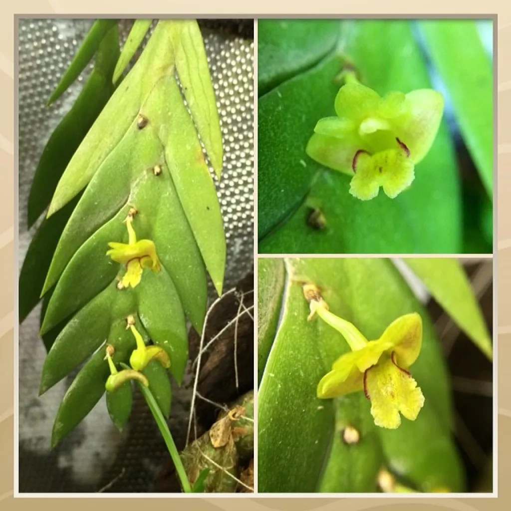 Dendrobium - вид не определен, привезен из леса Тайланда
