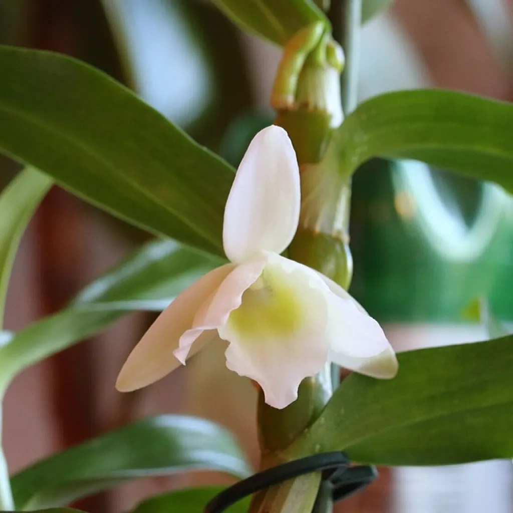 Цветение дендробиума благородного (dendrobium nobile)