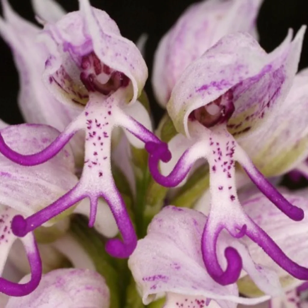 Orchis italica ("Обнаженный человечек") - наверное самая цитируемая орхидея в интернете