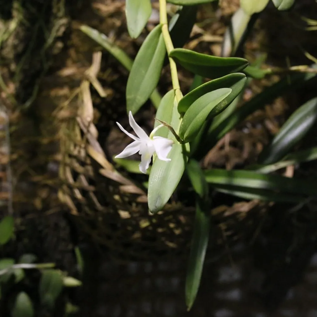 Dendrobium crumenatum
