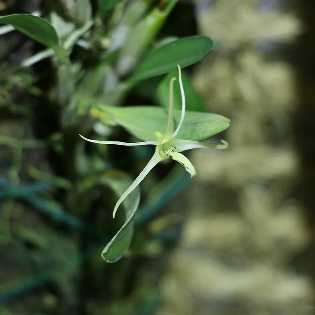 еще один ракурс diplocaulobium