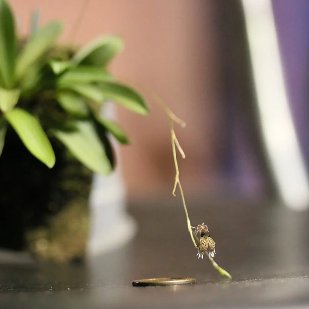 Stelis villosa (ранее Pleurothallis schiedei)