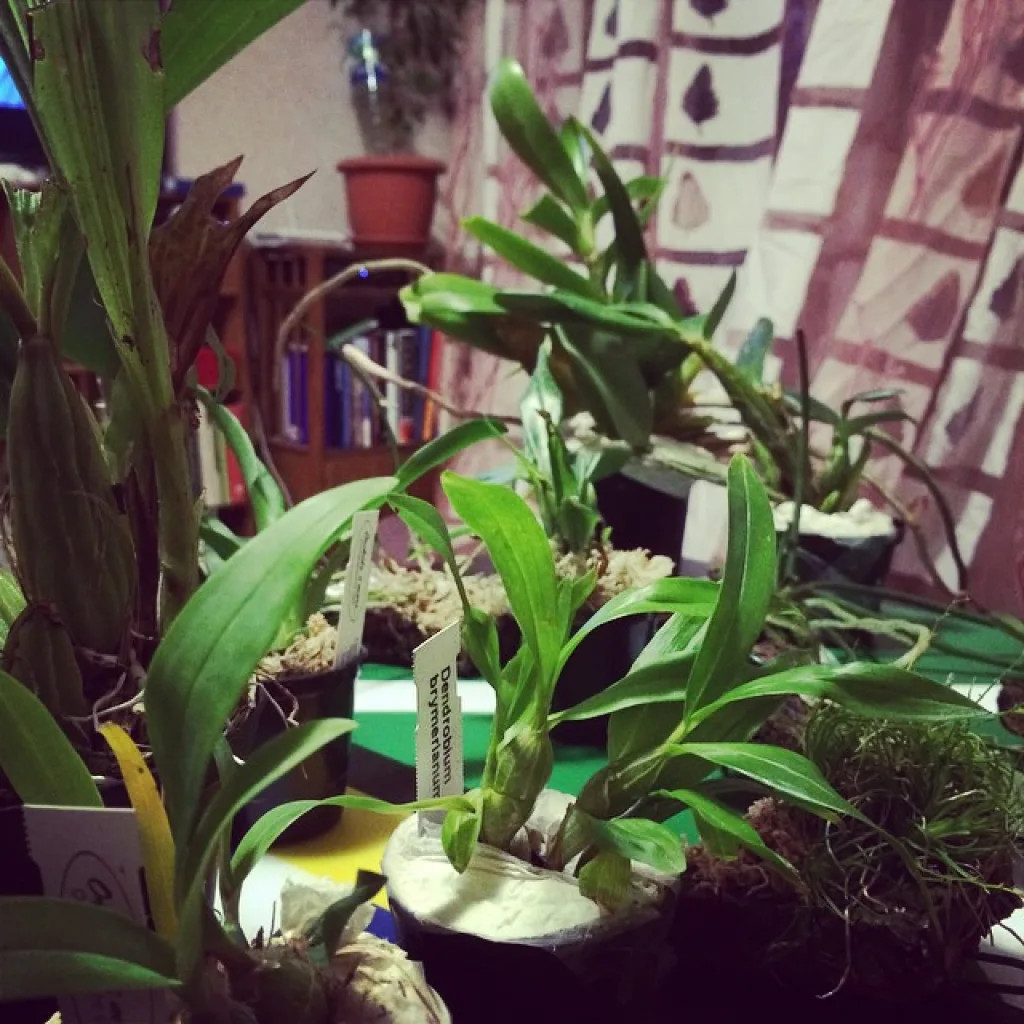 Пачка новых орхидей из теплицы roellke orchideen