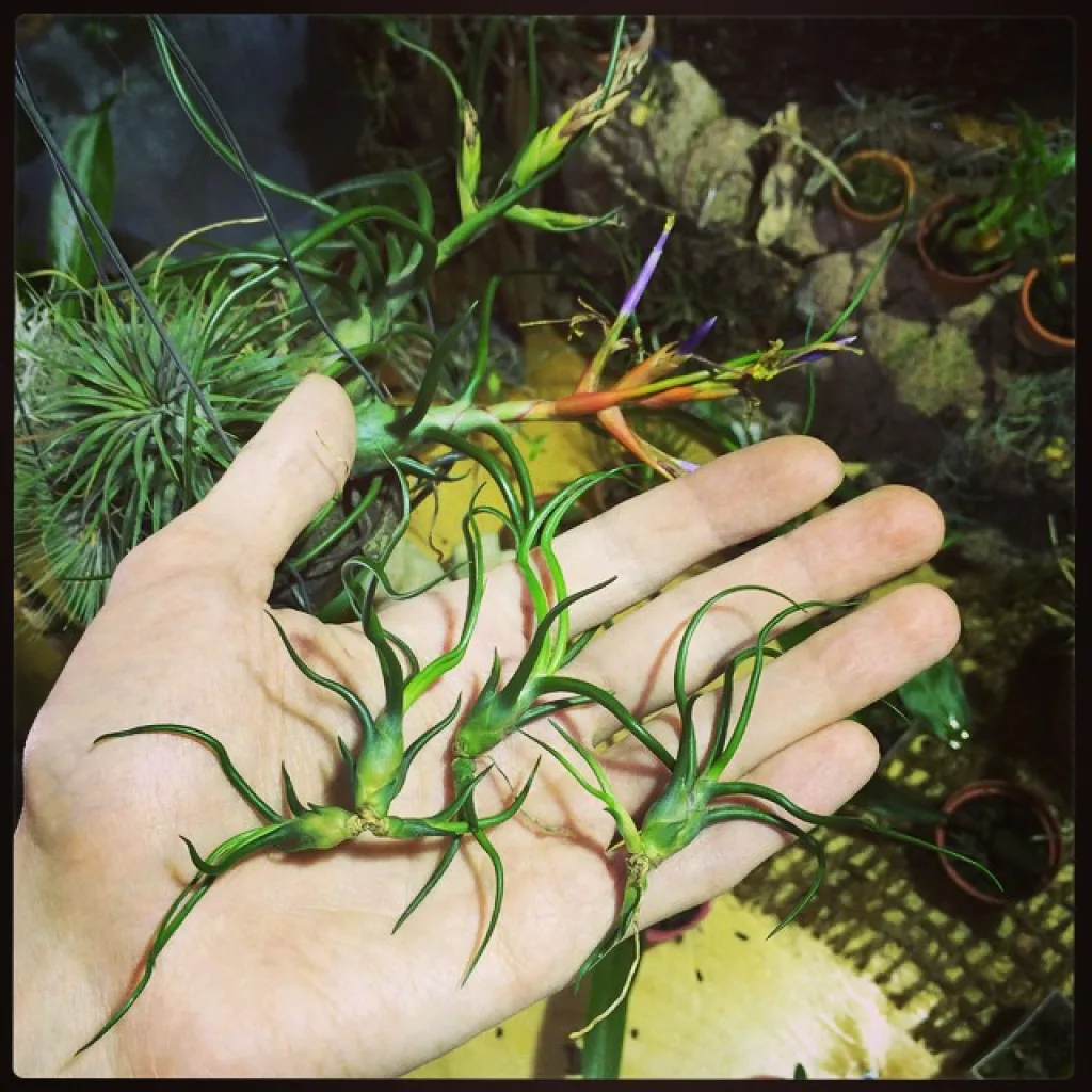 Молодые подростки тилландсии бульбоза - старая на фоне