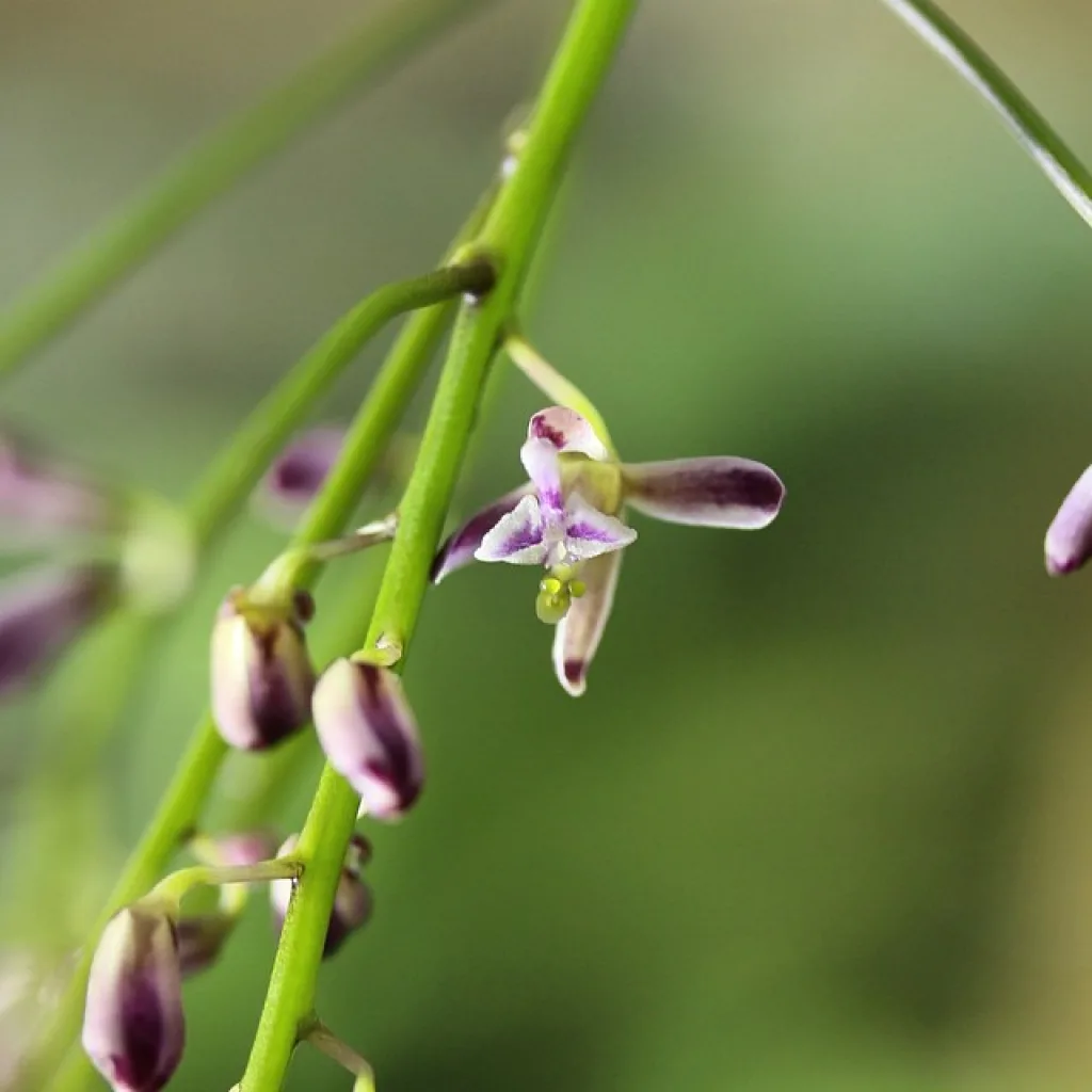 Acriopsis lilifolia - цветет метелками мелких цветков