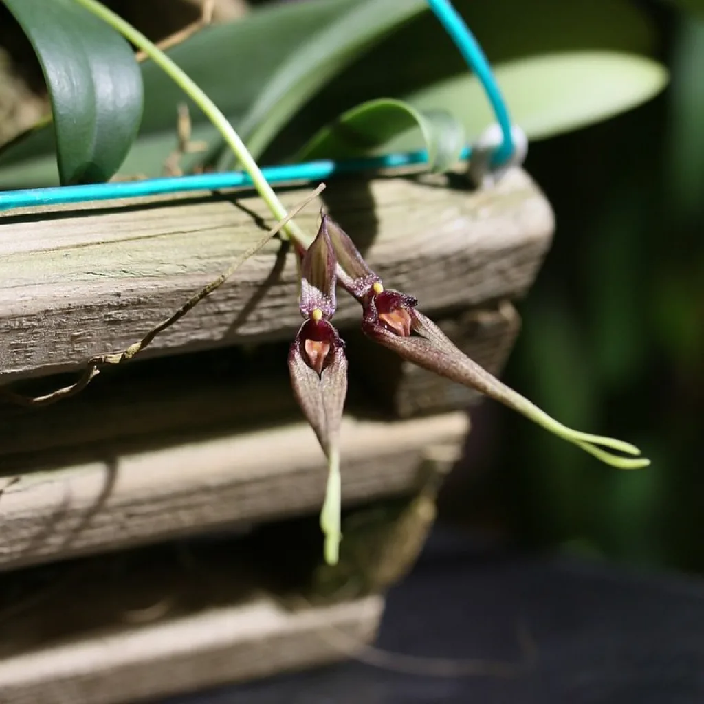 Bulbophyllum biflorum - капризный, но необычный