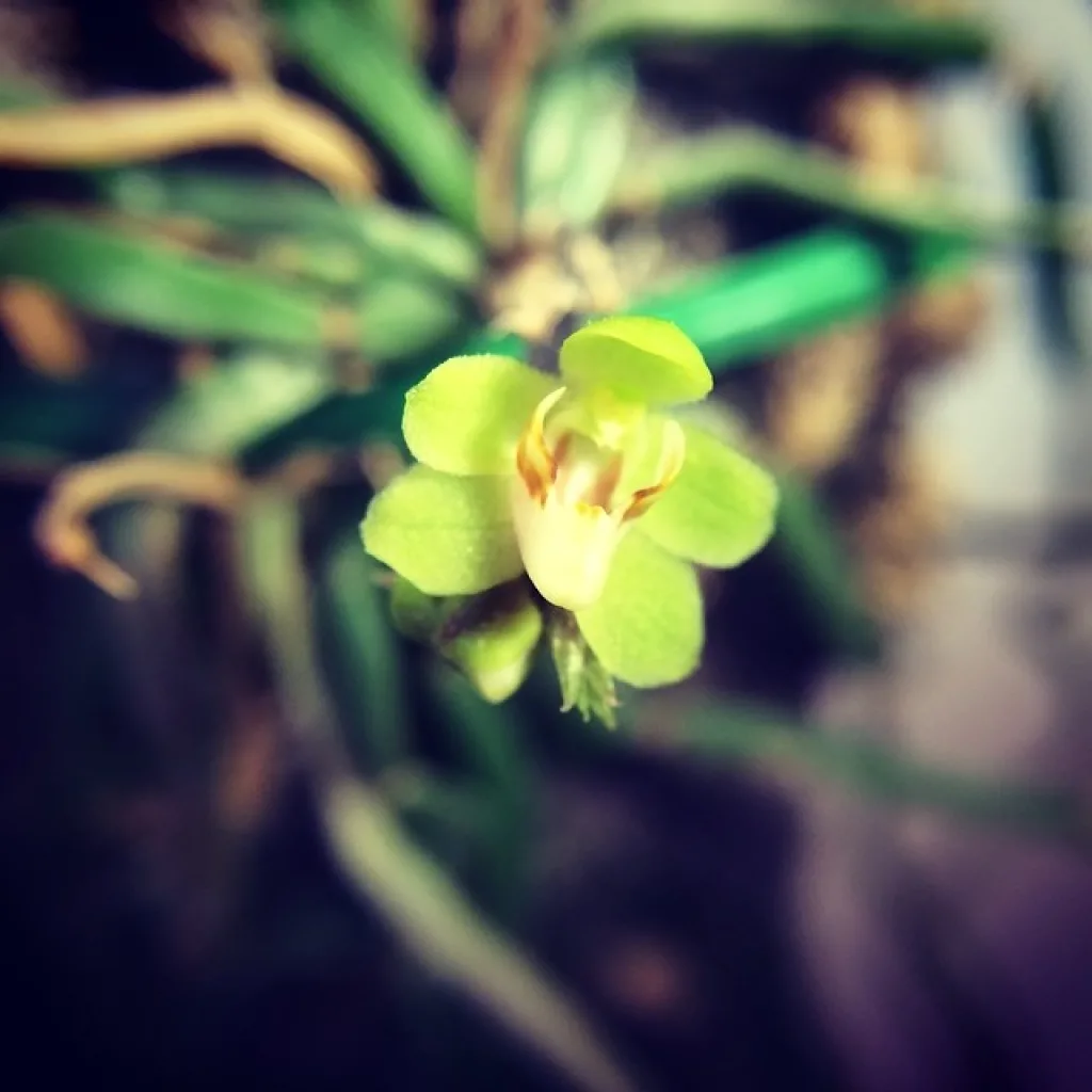 Chiloschista yunnanensis