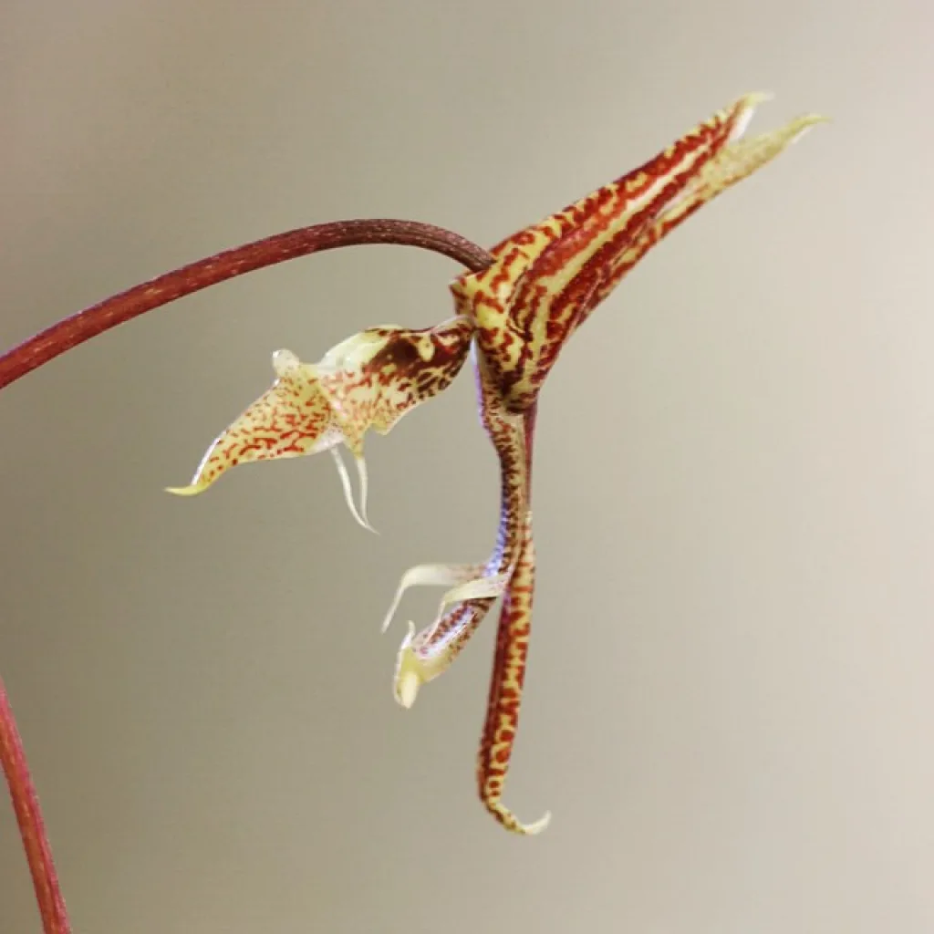 Gongora quinquenervis 