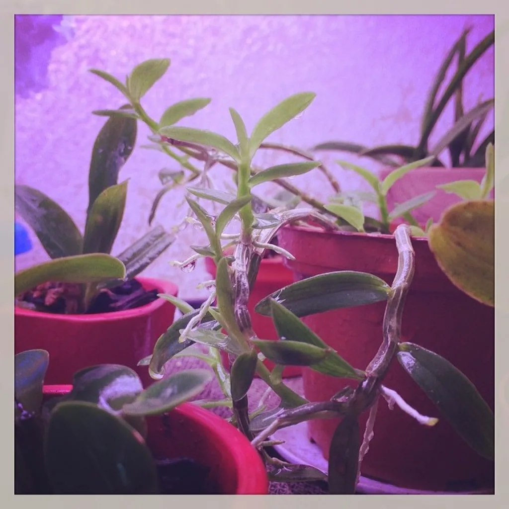 Dendrobium loddigesii в свете led лампы 