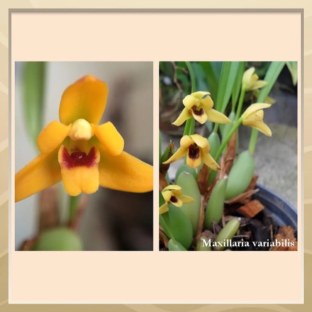 Maxillaria variabilis
