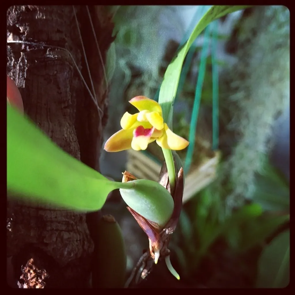 Maxillaria variabilis