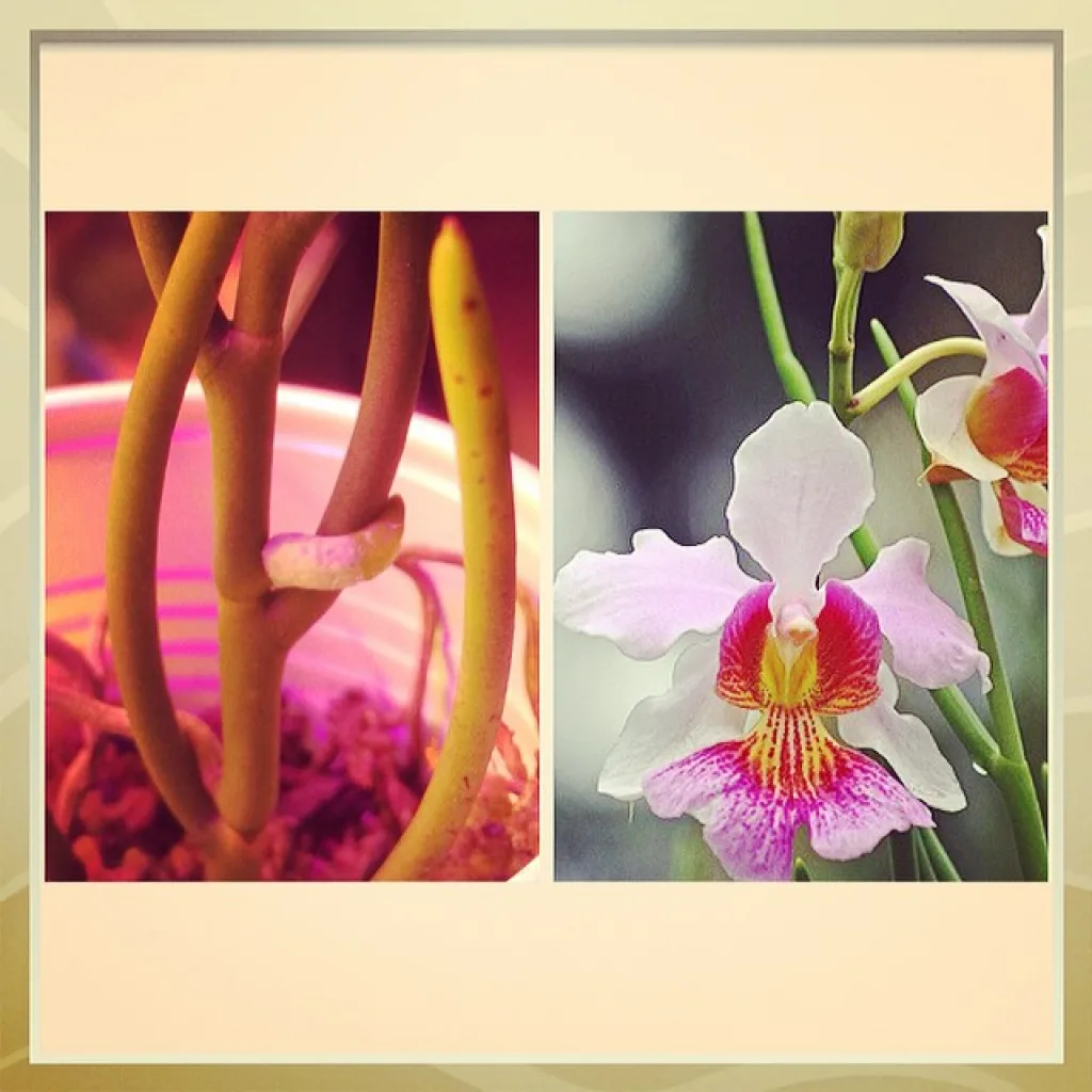Vanda Miss Joaquim 