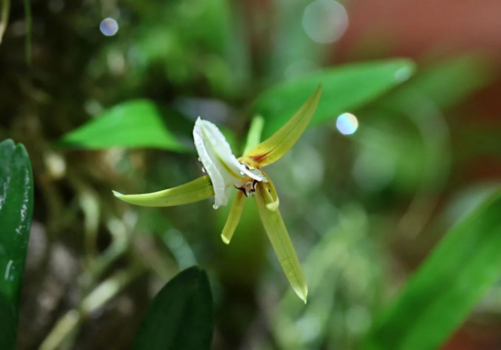 Encyclia polybulbon - цветок крупным планом