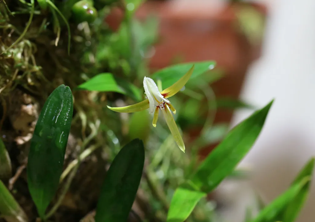 Encyclia polybulbon