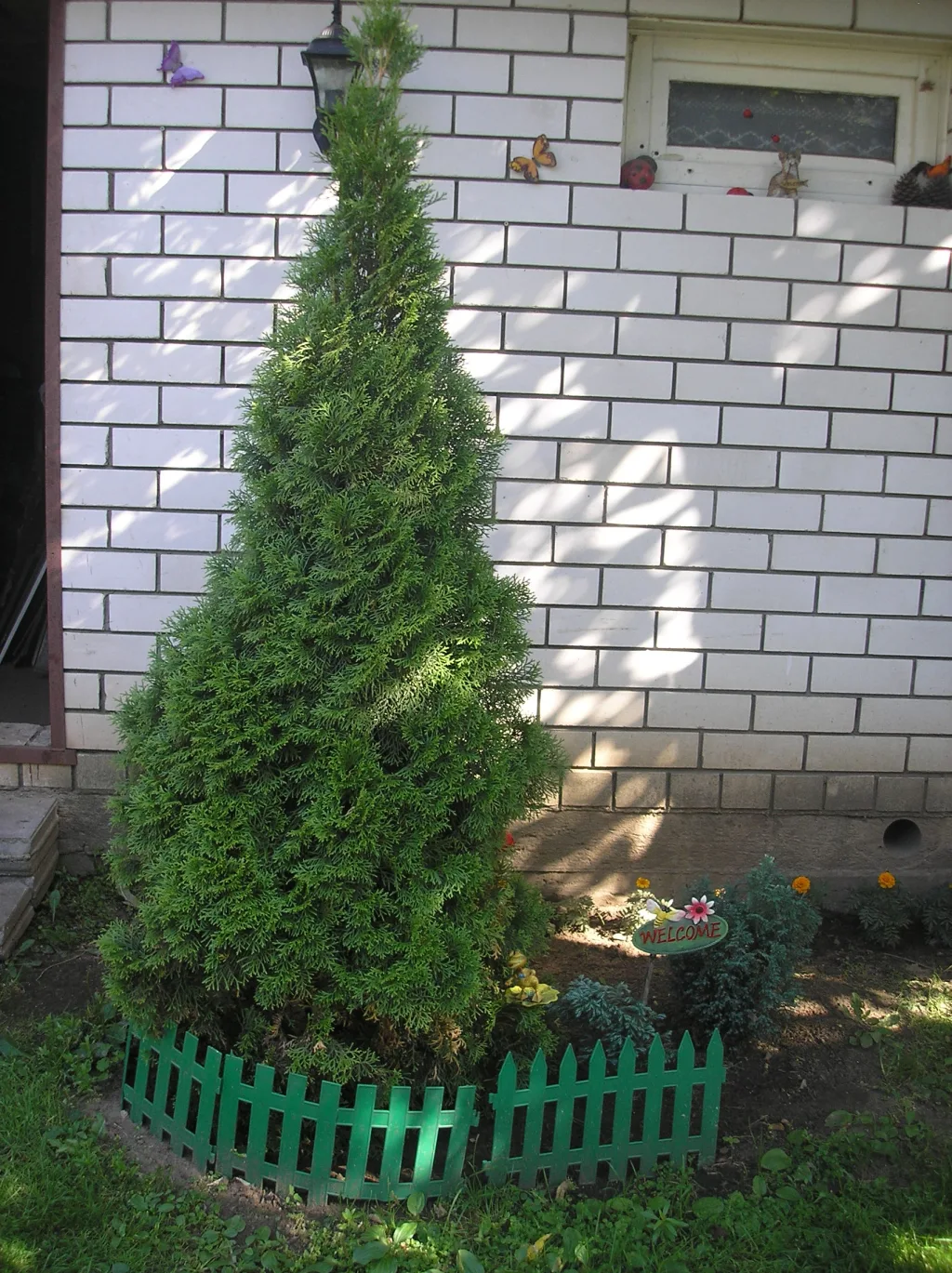 Кипарис