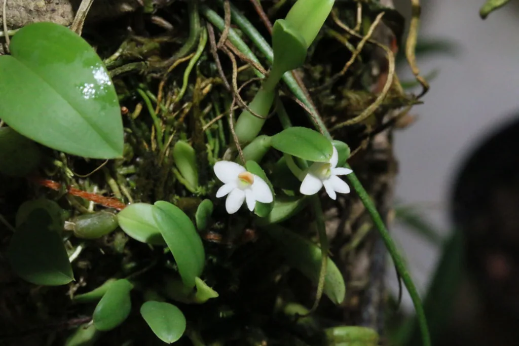 Cadetia wariana2 - 31.10.2015
