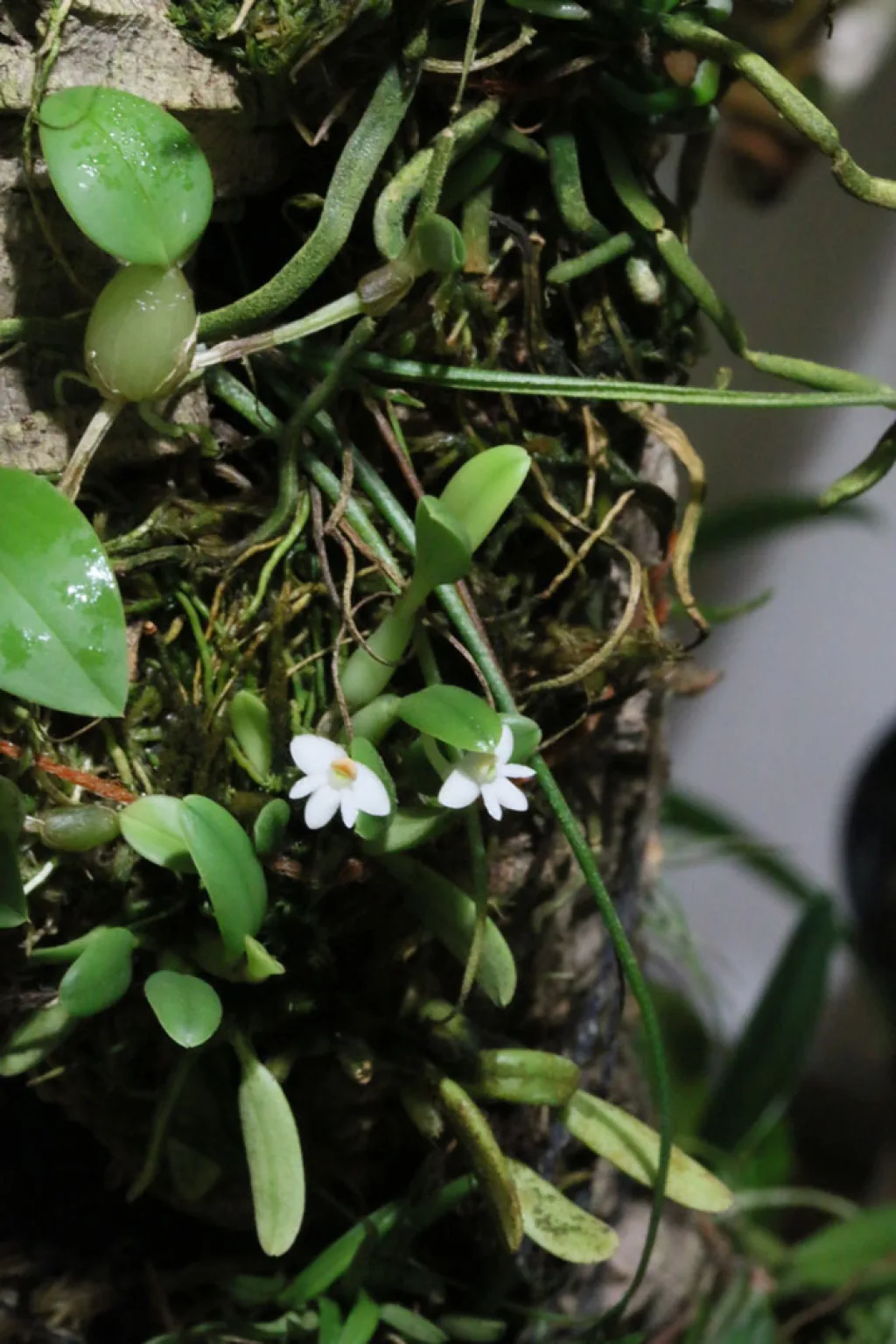 Cadetia wariana - 31.10.2015
