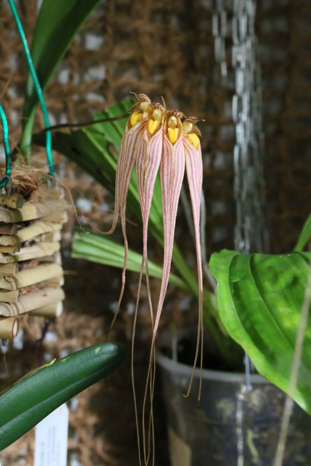 Bulbophyllum longissimum - 31.10.2015
