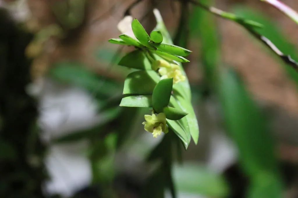 Dendrobium sp - 31.10.2015