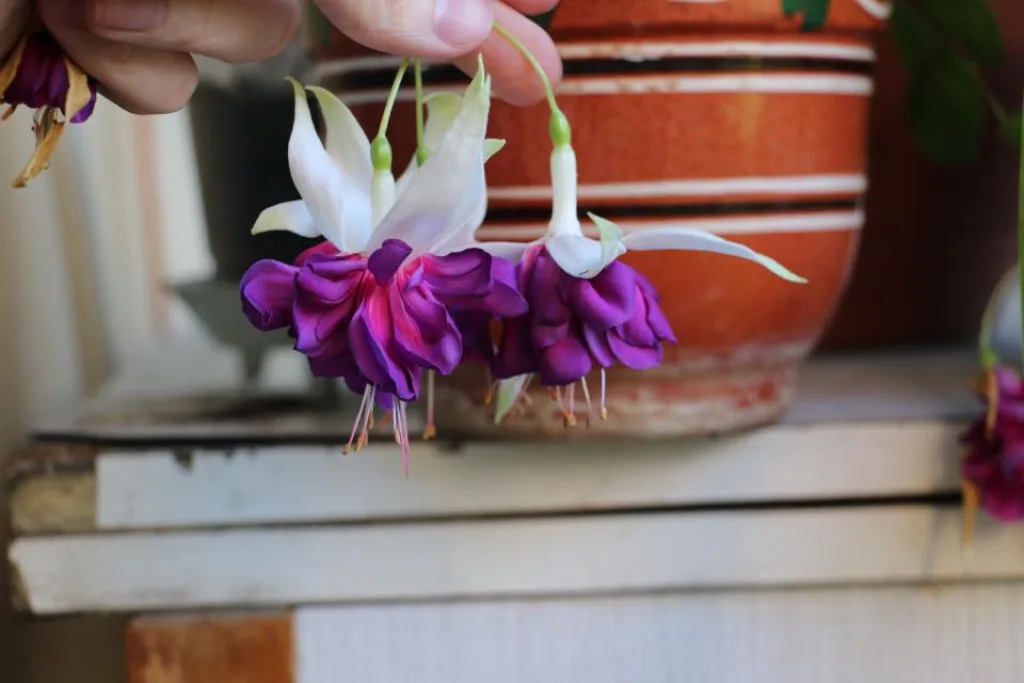 Фуксия 'Deep purple'
