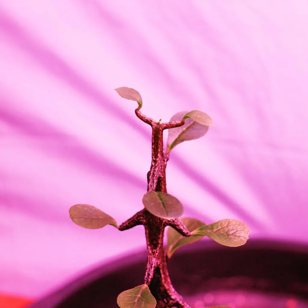 Ceropegia sp