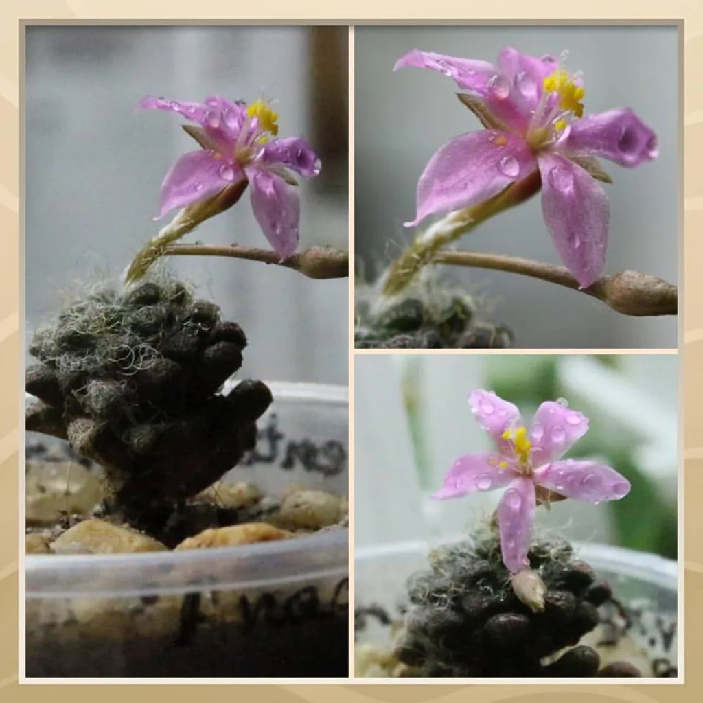 Anacompseros filamentosa subs. namaquensis