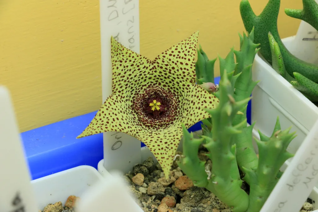 Orbea verrucosa 08/12/16