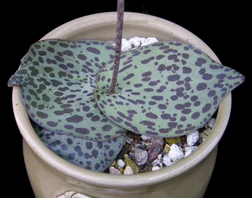 drimiopsis dolmiticus