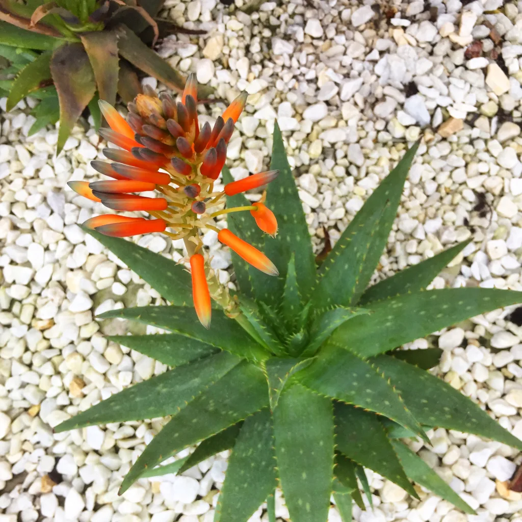 Aloe