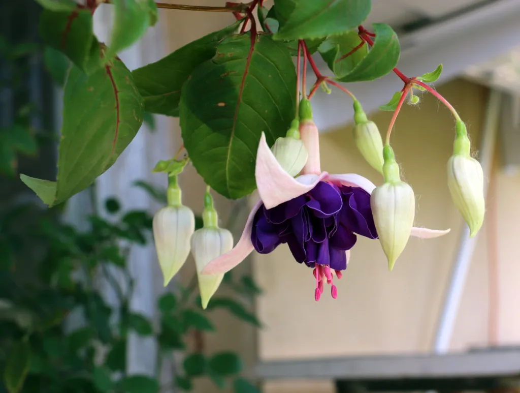 Фуксия 'Deep Purple'