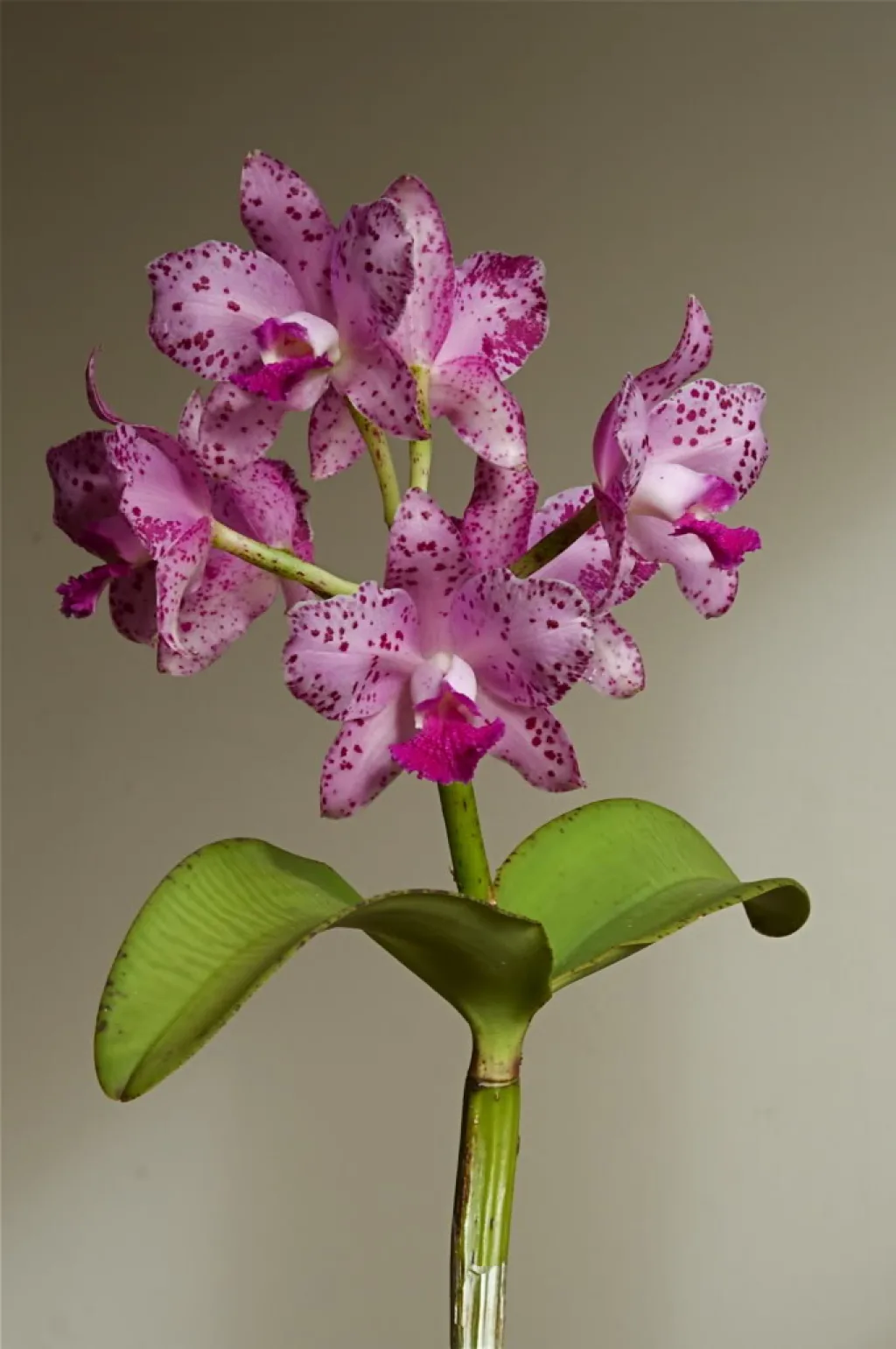 Cattleya Amethystoglossa 'Suzi Q 4n'