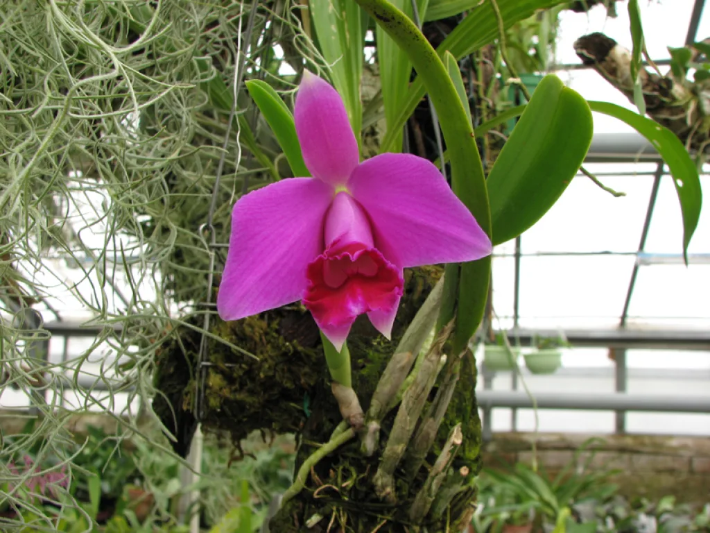 Laelia Pumila