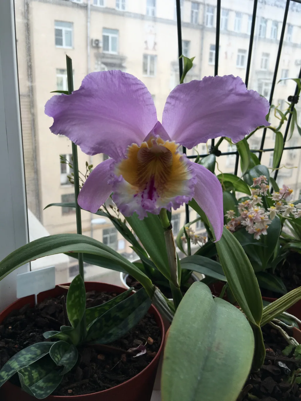 Cattleya mossiae var. coerulea