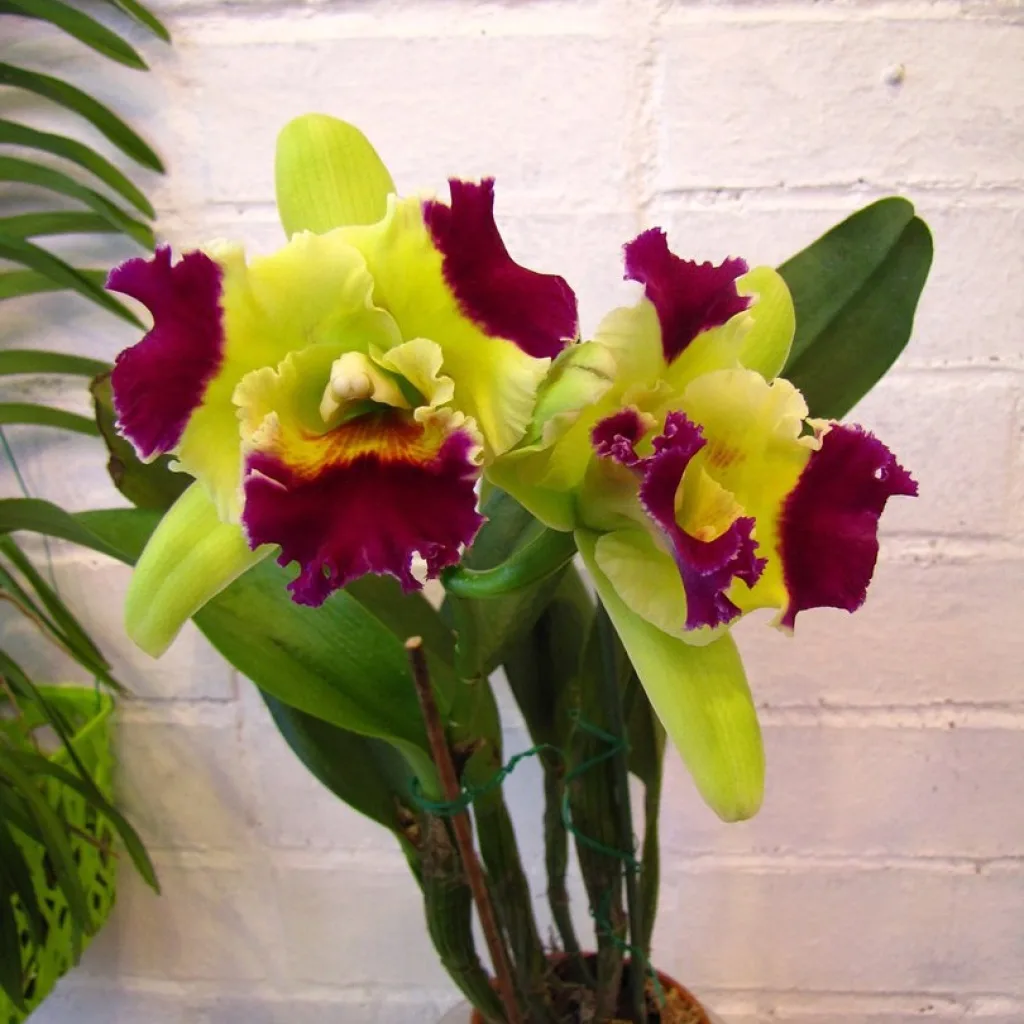 Brassolaeliocattleya Ahchung Emerald 'MIKI" (MC)
