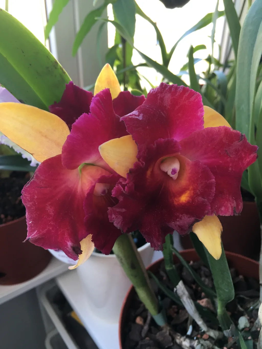 Cattleya Potinara E-Sun x Brassolaeliocattleya Tzeng-Wen Beauty