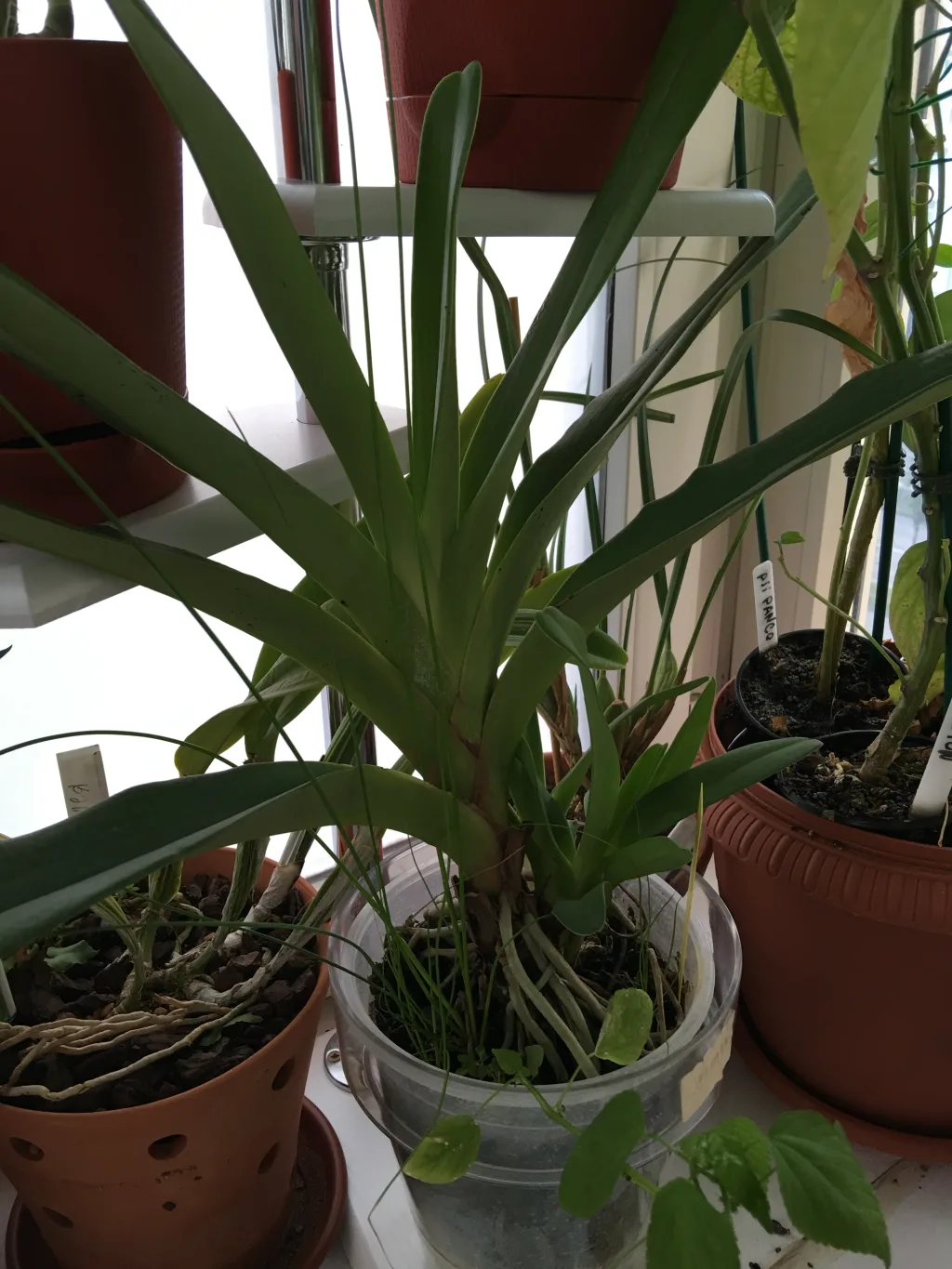 Angraecum Eburneum