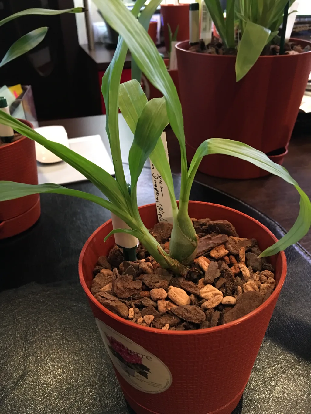 Catasetum incurvum x Ten Dragons Night Wasp