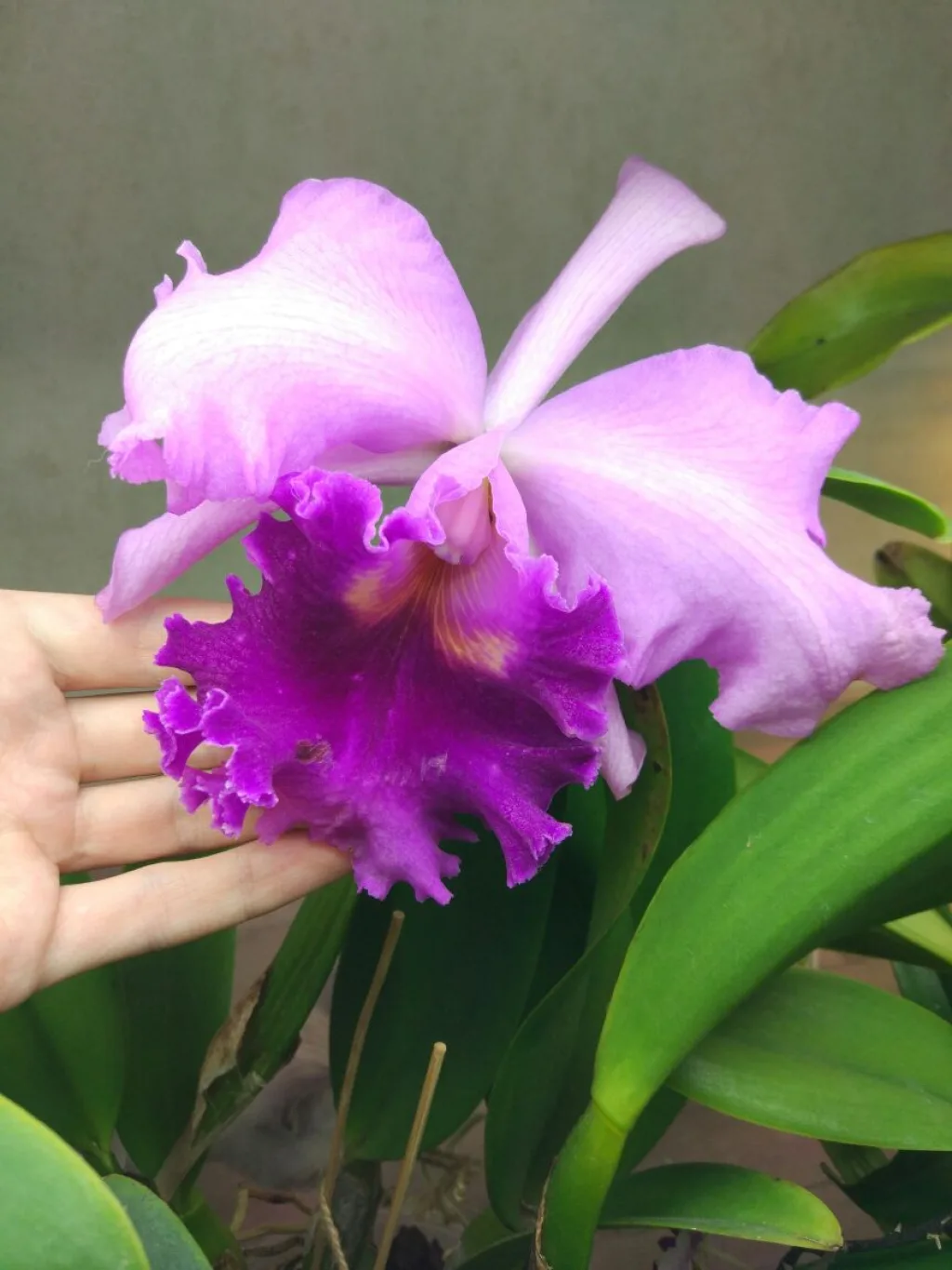 Brassolaeliocattleya Pamela Finney