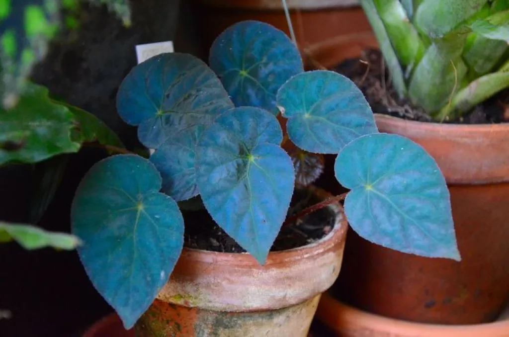 Begonia Pavonina