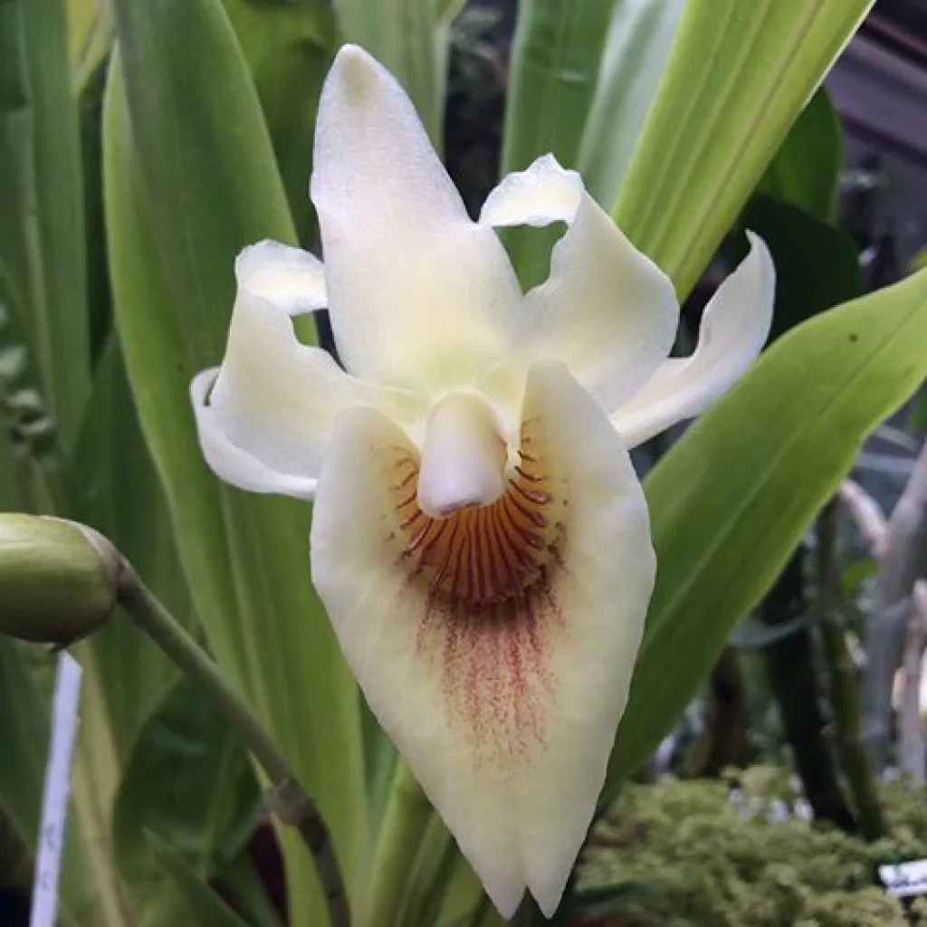 Pescatoranthes (Pescatorea lamentosa x cochleanthes amazónica)