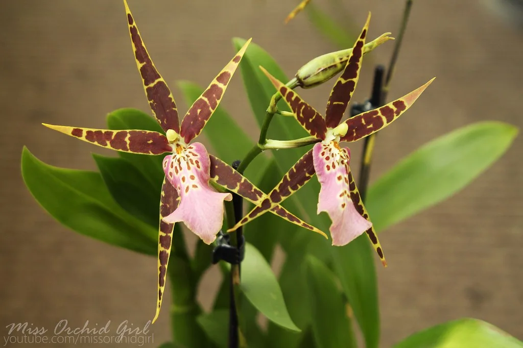 Bratonia (Miltassia) Shelob ‘Tolkien’